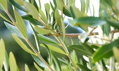 تجربتي مع اوراق الزيتون للتخسيس