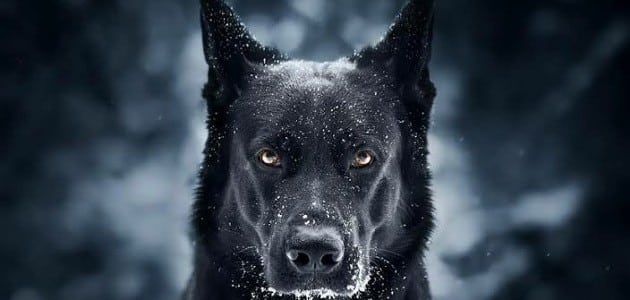 الكلب الأسود في المنام