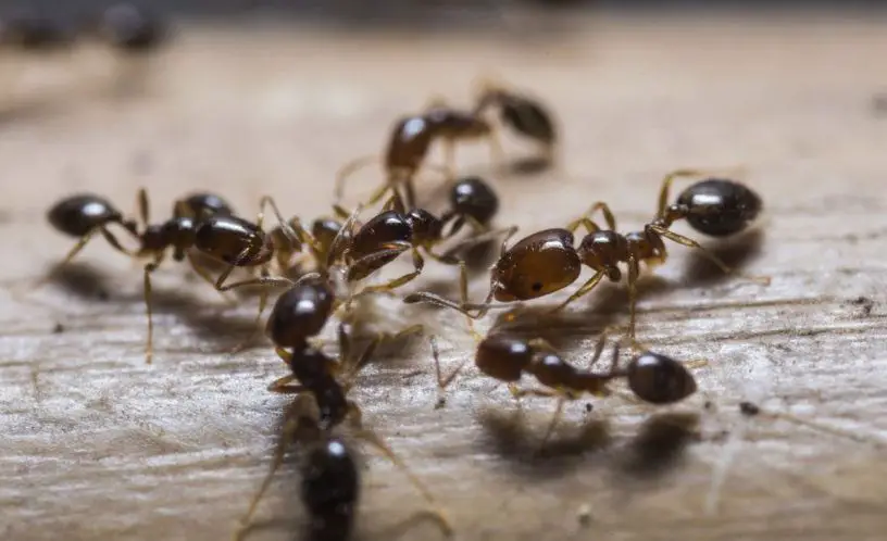 تفسير حلم النمل