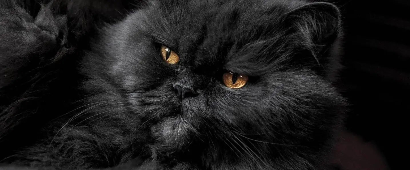 تفسير حلم القطط السوداء