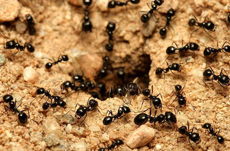 تفسير رؤية النمل الأسود الصغير في المنام