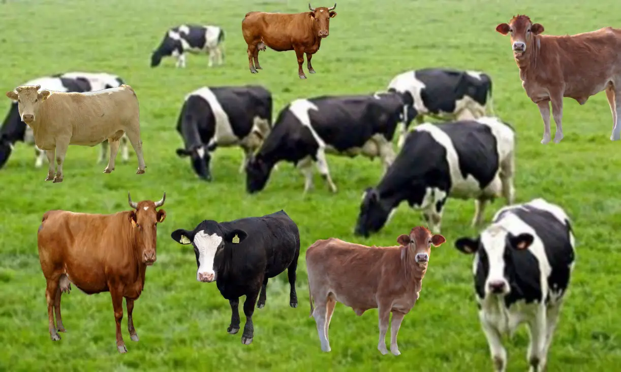 رؤيا البقرة في المنام