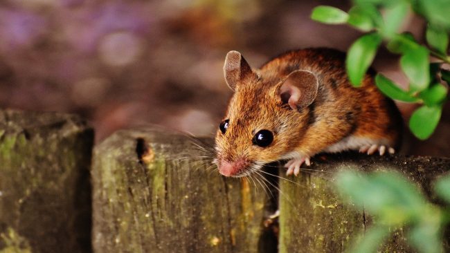 تفسير حلم الفأر للعزباء