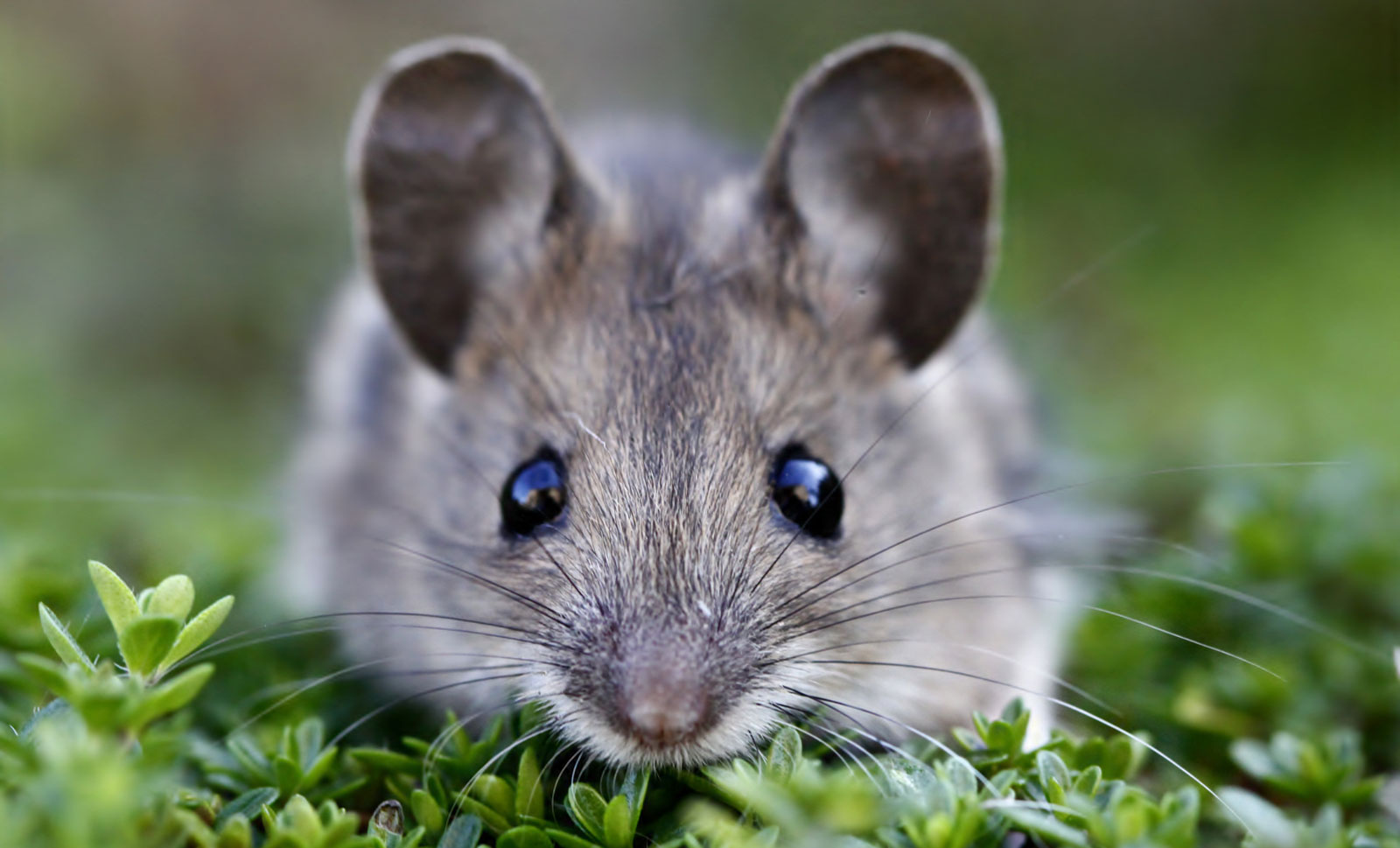 تفسير حلم الفأر الرمادي