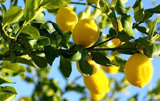 تفسير حلم الليمون