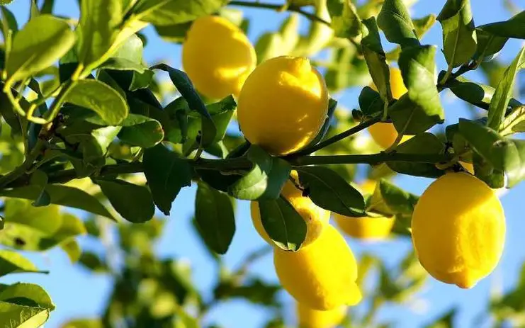 Jaký je výklad vidění citroníku ve snu od Ibn Sirina? Výklad snů online