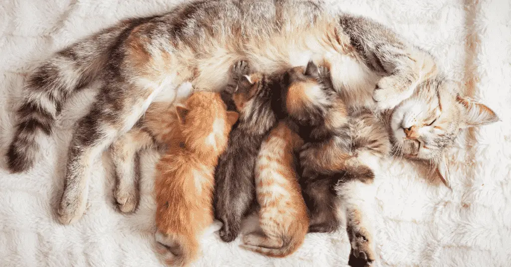 ولادة القطط في المنام