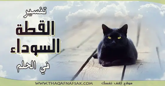 10 تفسيرات حلم بالقطط السوداء في المنام لابن سيرين