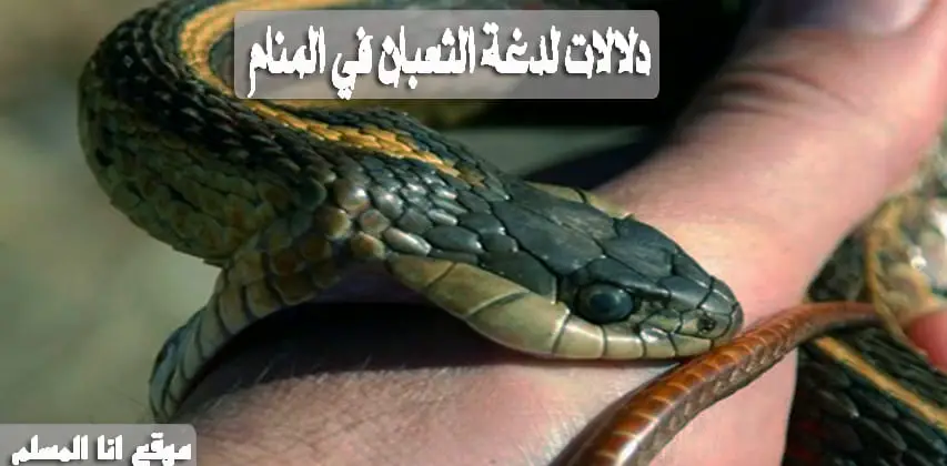 اعرف اكثر عن تفسير حلم الافعى فى المنام لابن سيرين