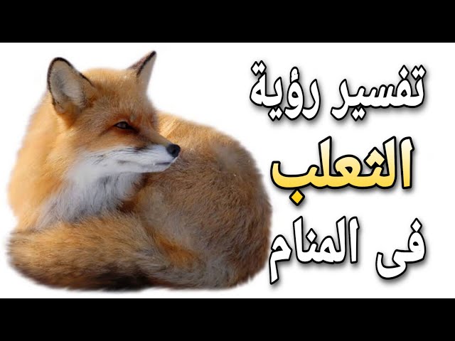 ما هو تفسير حلم الثعلب في المنام لابن سيرين ؟