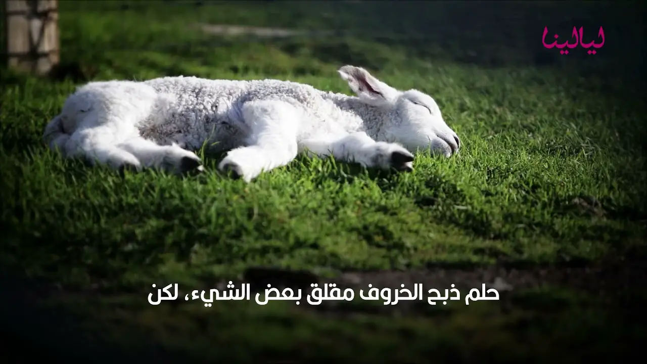 ما هو تفسير حلم ذبح الخروف  في المنام لابن سيرين ؟