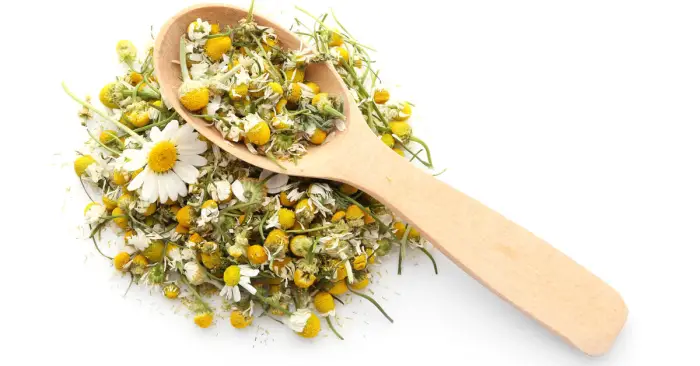 أضرار ومخاطر البابونج