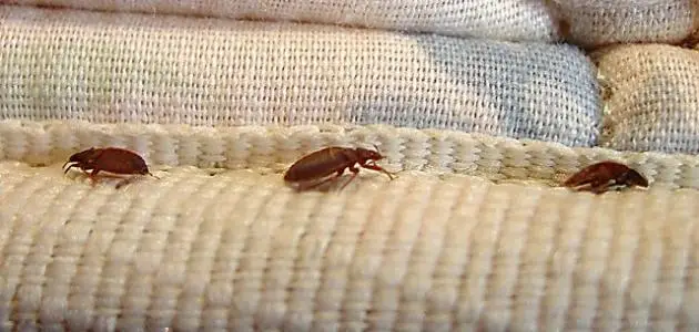 أعراض قرصة البق