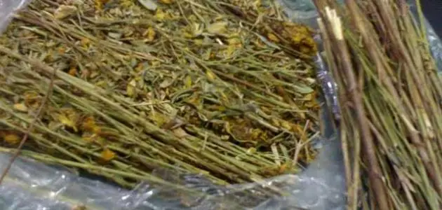 من جربت عشبة المدينه وحملت؟