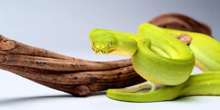 الحناش في المنام