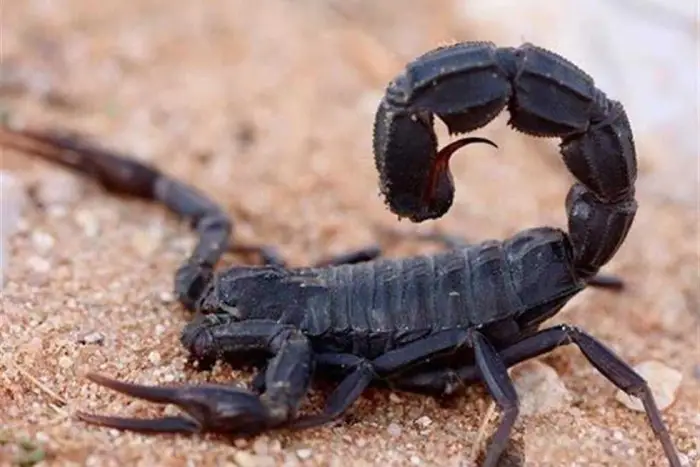 العقارب السوداء في الحلم