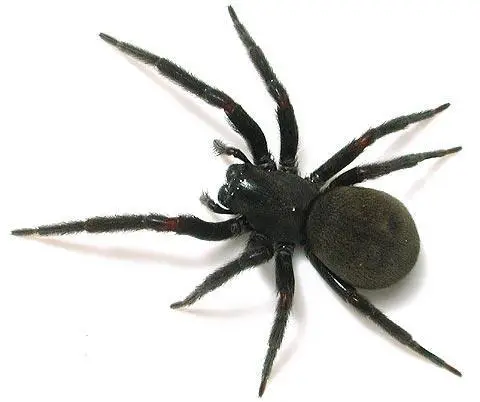 العناكب السوداء في الحلم