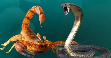 العقارب والثعابين في المنام