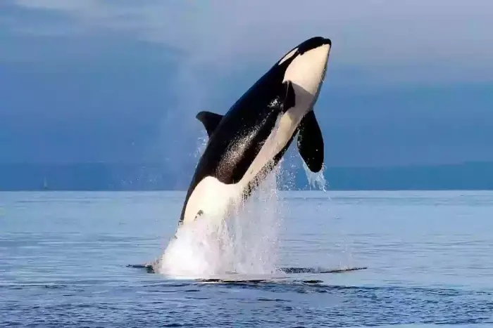 الحوت الاسود في المنام للعزباء