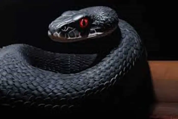 الحية السوداء في المنام لابن سيرين