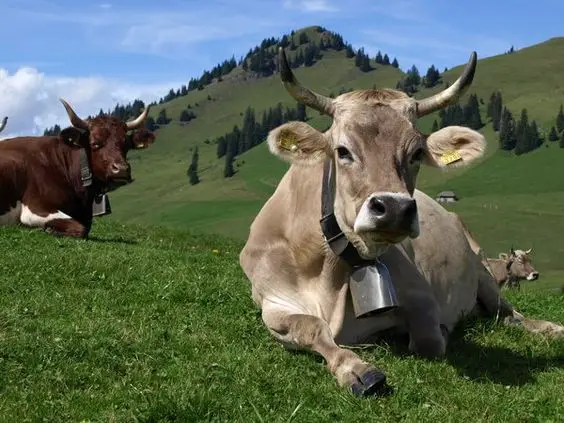 العجل في المنام للرجل