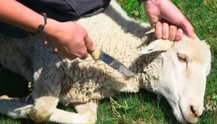 الشاة المذبوحة في المنام