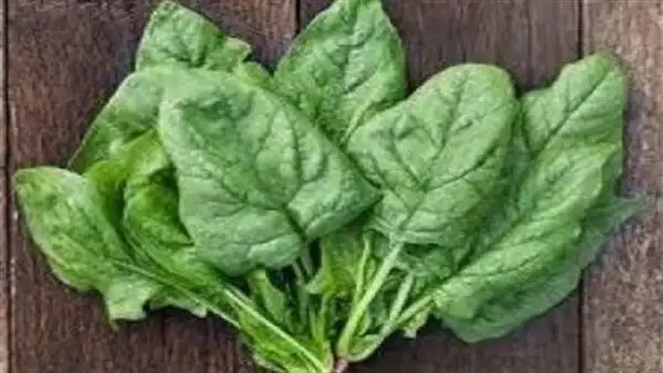 الحلم بالسبانخ