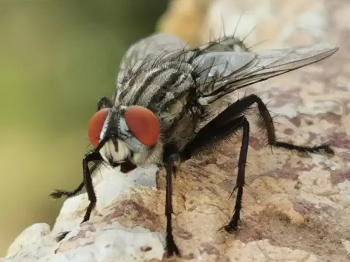 الذباب في المنام للامام الصادق