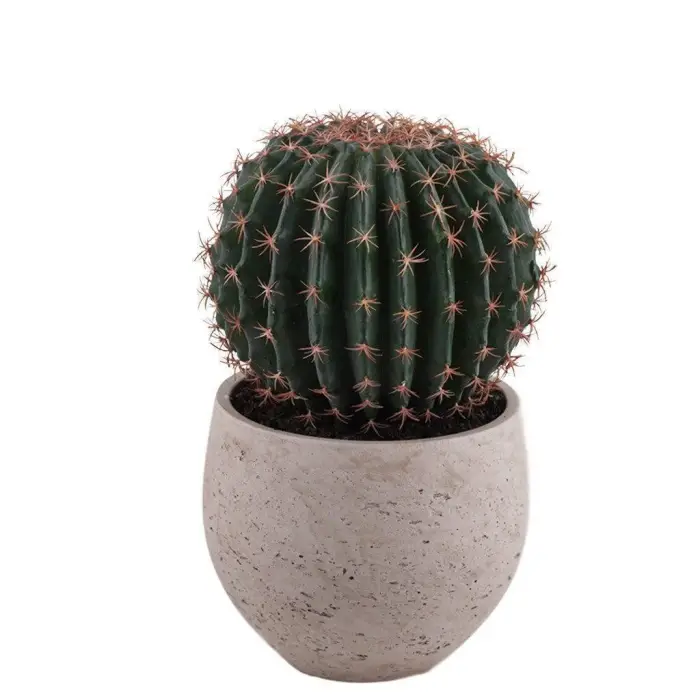 الصبار في المنام للحامل