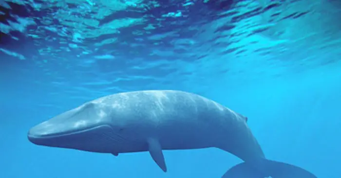 الحوت في منام للعزباء