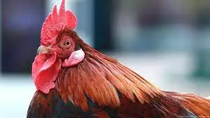 الديك في المنام للمطلقة