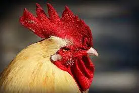 الديك في المنام للحامل