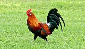 الديك في منام العزباء