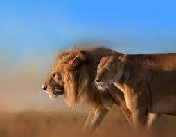 الحلم بالسبع