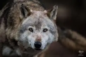 الذئب في الحلم لابن سيرين