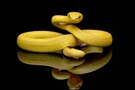 الحية الصفراء بالمنام