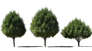 الشجرة الصغيرة في المنام