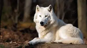 الذئب الابيض في الحلم