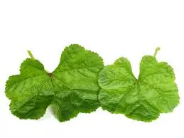 الخبيزة بالمنام