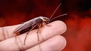 الصرصور في منام العزباء