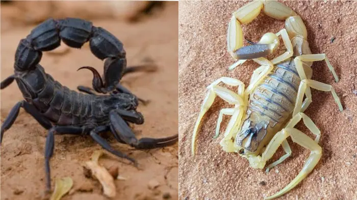 العقرب في المنام للمتزوجه