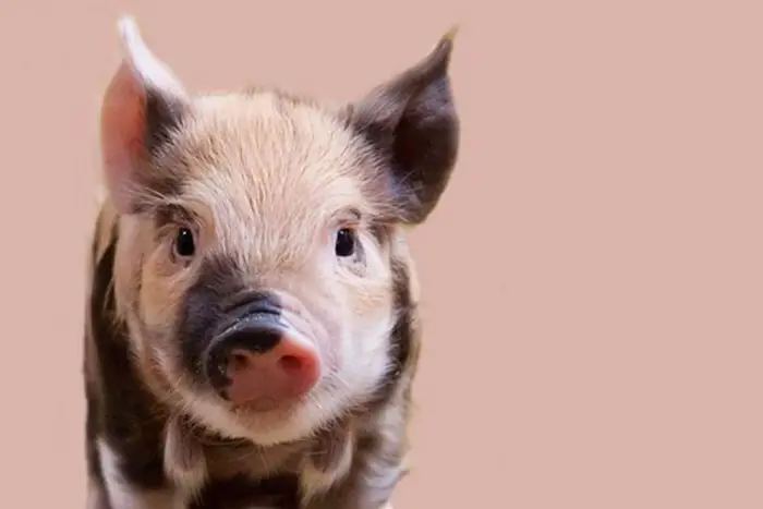 الحلوف في المنام