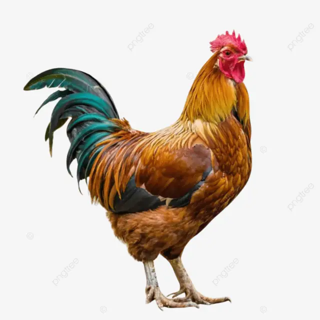 الديك فى الحلم