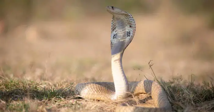 الحيات الكثيرة في المنام