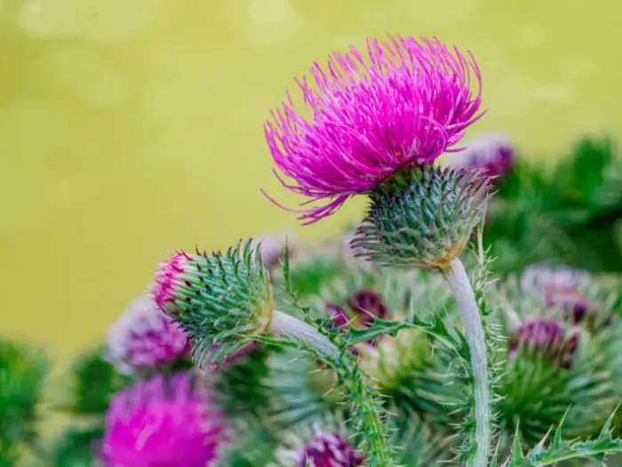 الشوك في المنام للرجل المتزوج