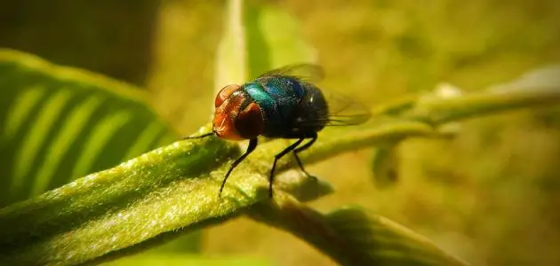 الذباب فى المنام