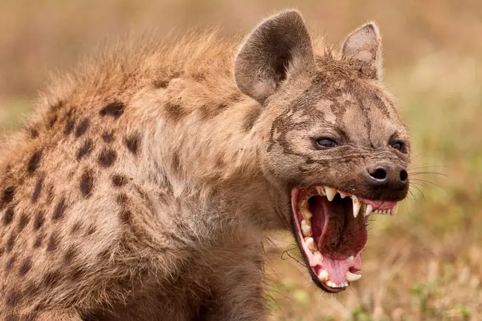 الضبع والكلب في المنام