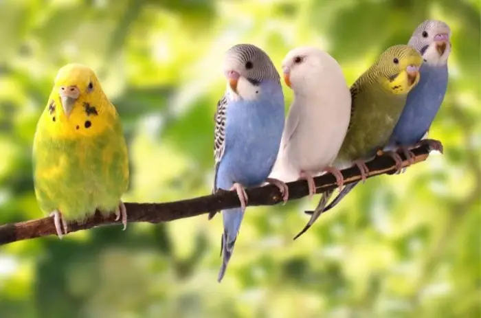 العصفور في منام العزباء