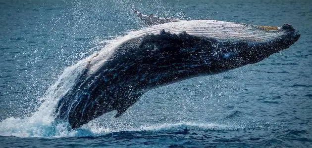 الحوت فى المنام لابن سيرين