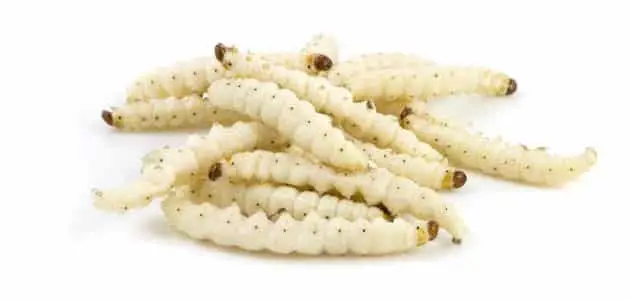 الحلم بالدود الابيض يخرج من الجسم